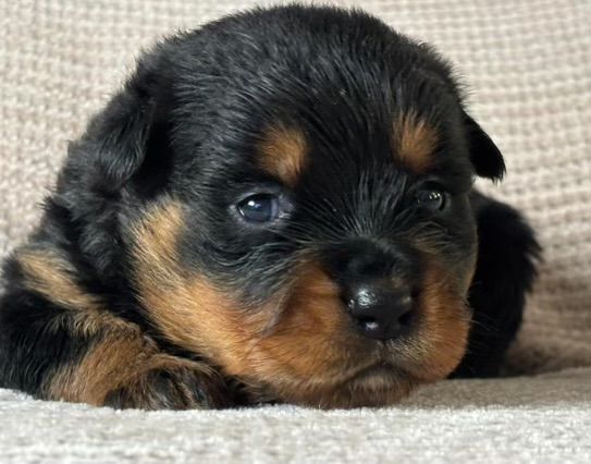 Du domaine saint martin - Chiot disponible  - Rottweiler