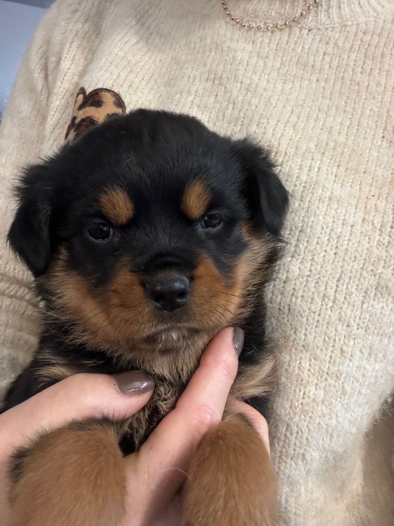 Du domaine saint martin - Chiot disponible  - Rottweiler