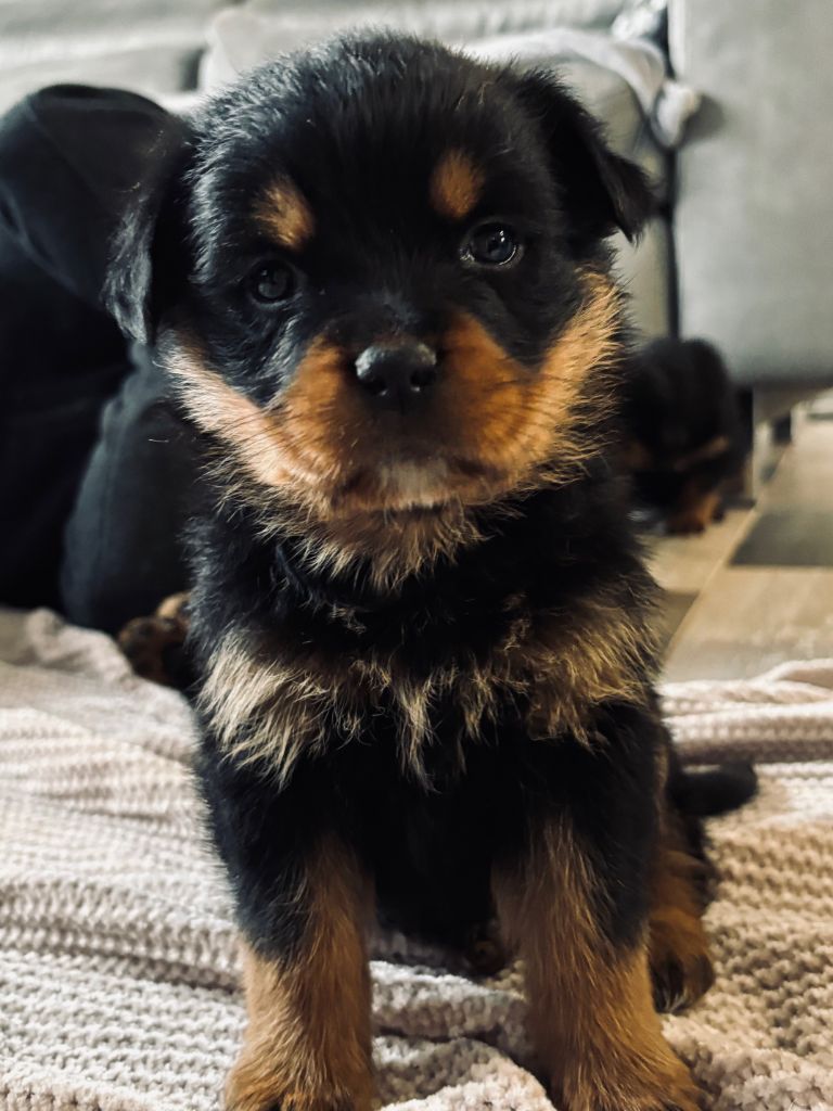 Du domaine saint martin - Chiot disponible  - Rottweiler