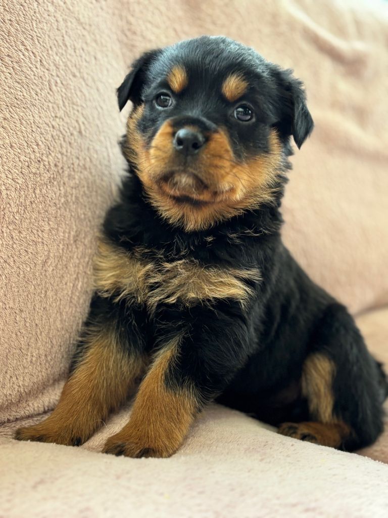 Du domaine saint martin - Chiot disponible  - Rottweiler