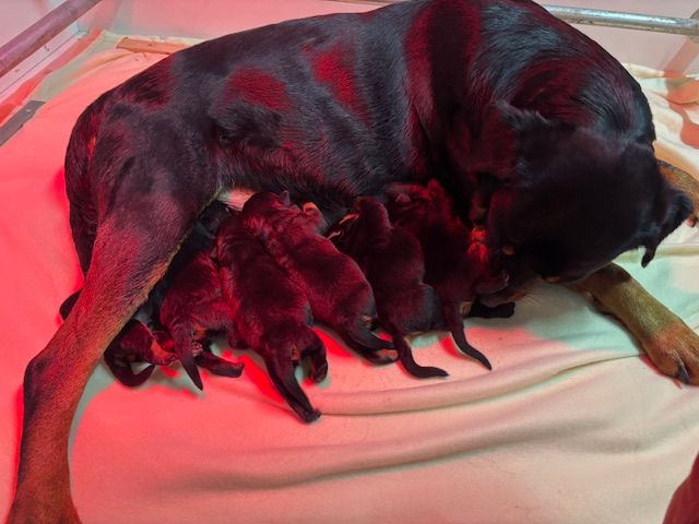les bébés de Seychelles sont nés !
