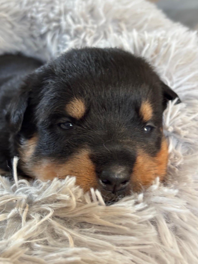Du domaine saint martin - Chiots disponibles - Rottweiler