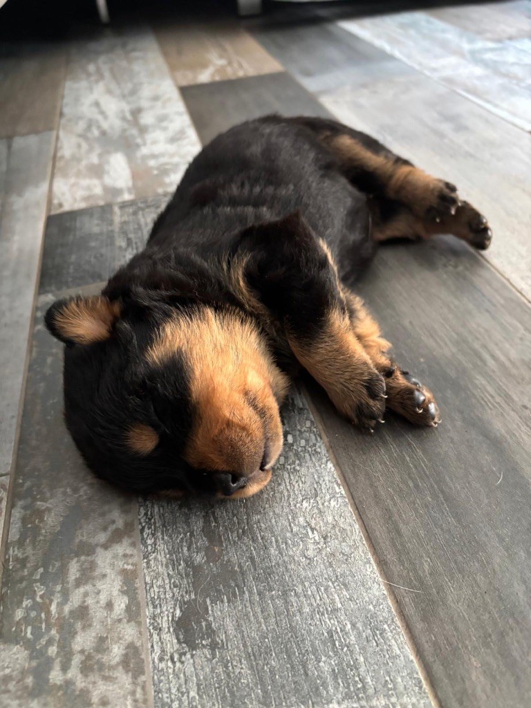 Du domaine saint martin - Chiots disponibles - Rottweiler