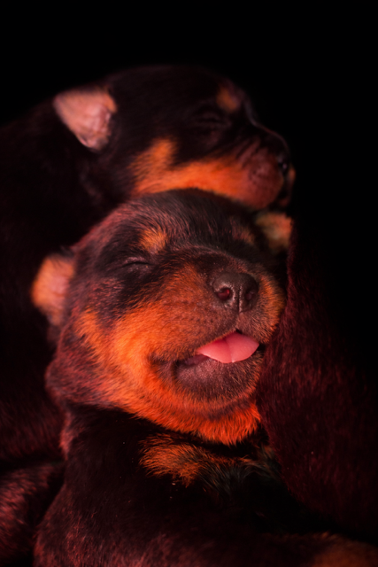 Du domaine saint martin - Chiots disponibles - Rottweiler