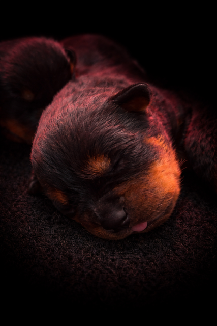 Du domaine saint martin - Chiots disponibles - Rottweiler