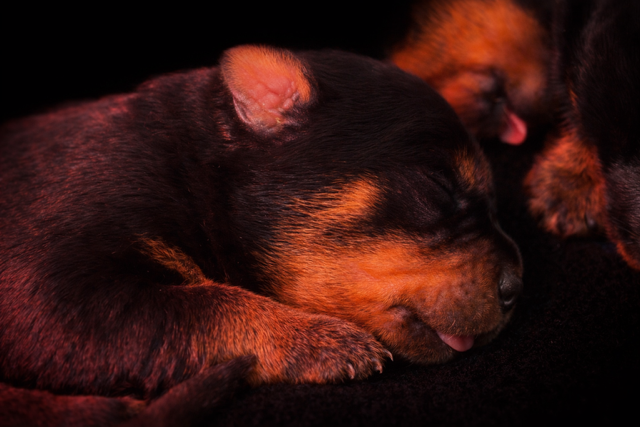 Du domaine saint martin - Chiots disponibles - Rottweiler