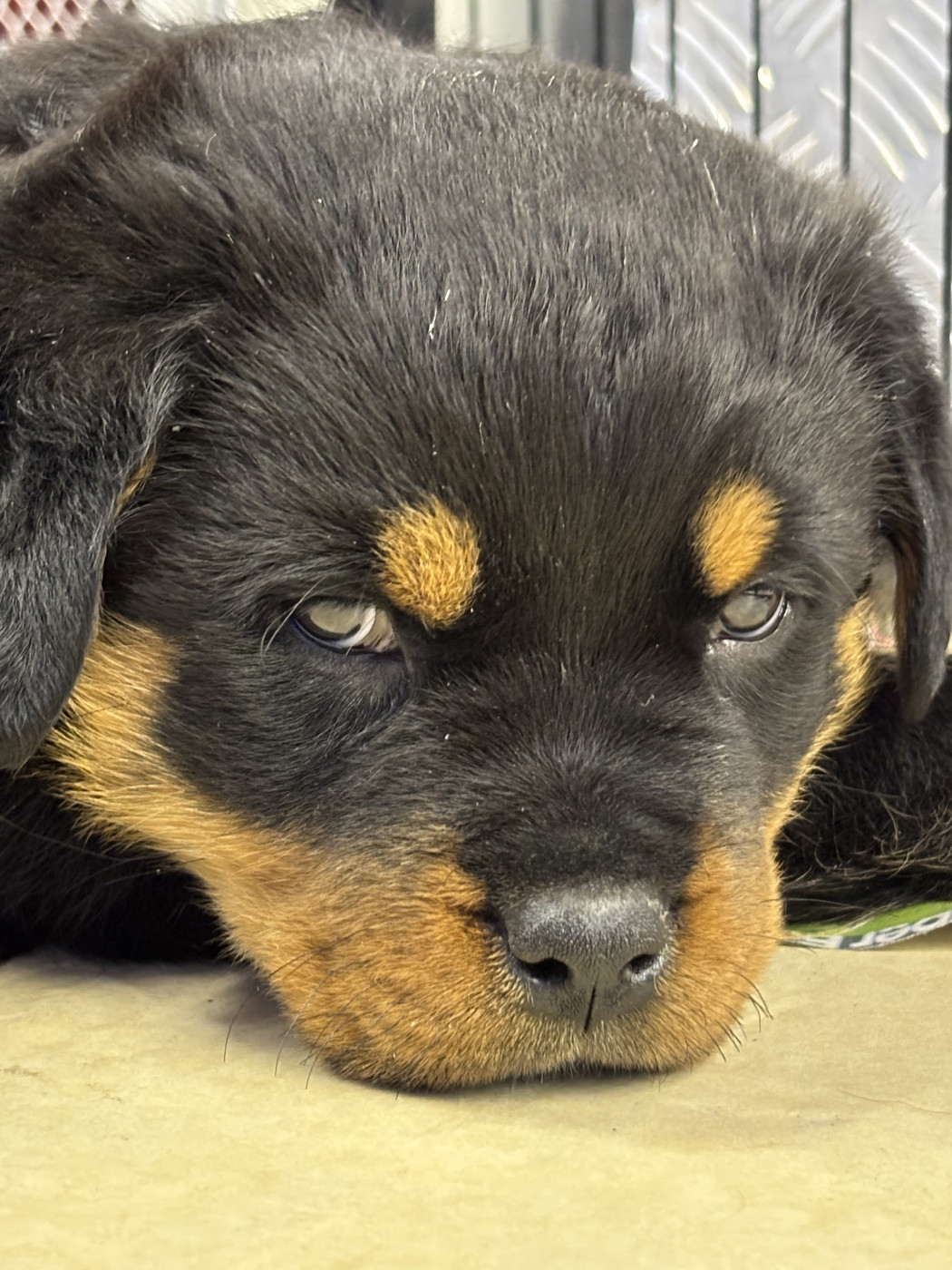 Du domaine saint martin - Chiots disponibles - Rottweiler