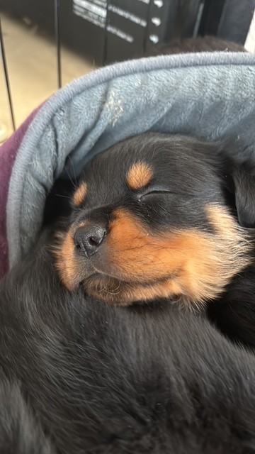 Du domaine saint martin - Chiots disponibles - Rottweiler