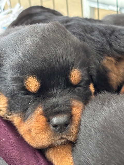 Du domaine saint martin - Chiots disponibles - Rottweiler