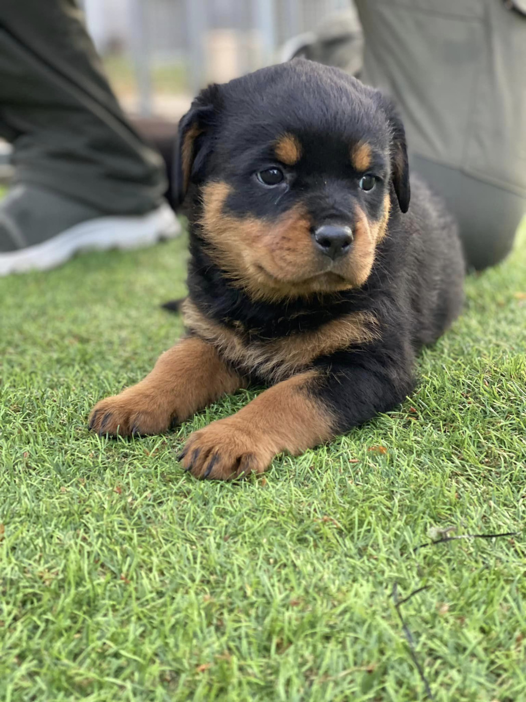Du domaine saint martin - Chiots disponibles - Rottweiler