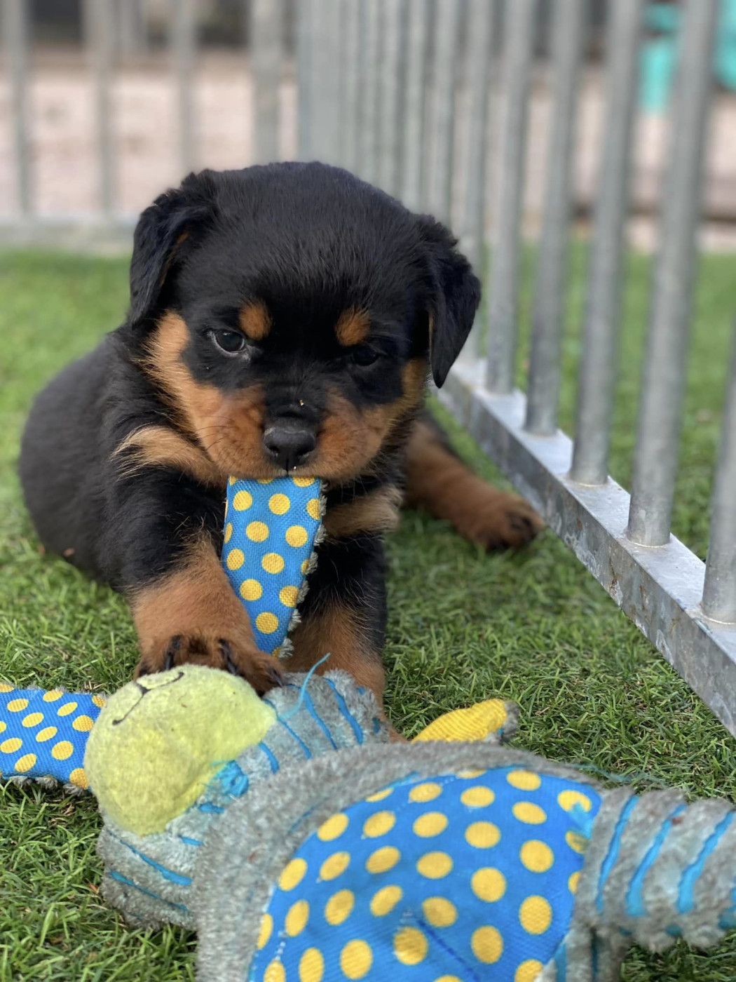 Du domaine saint martin - Chiots disponibles - Rottweiler
