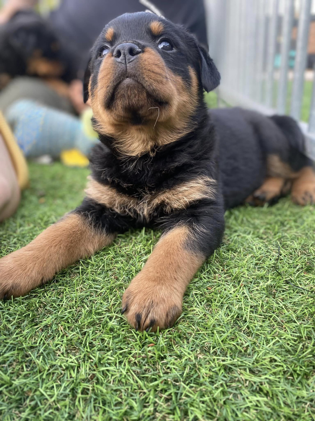 Du domaine saint martin - Chiots disponibles - Rottweiler
