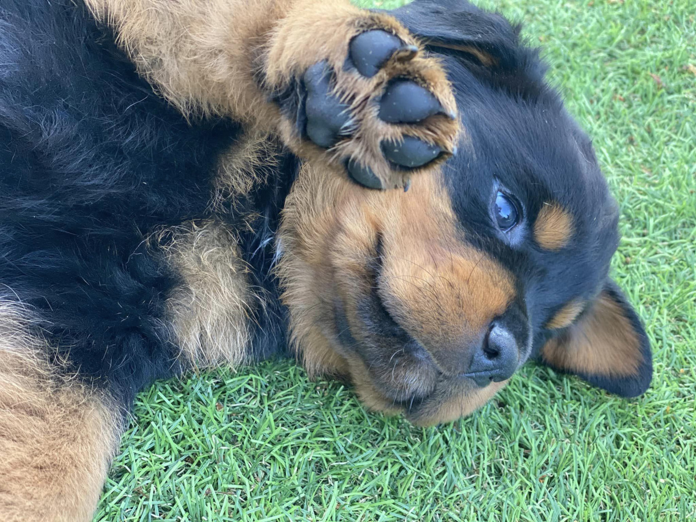 Du domaine saint martin - Chiots disponibles - Rottweiler