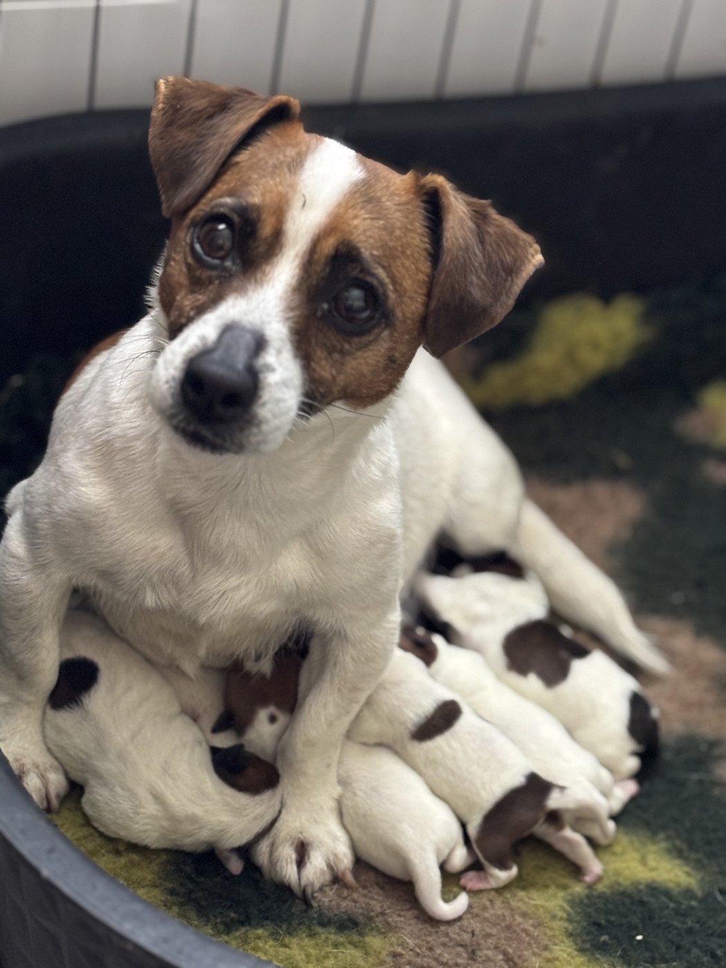 Chiot Jack Russell Terrier Du domaine saint martin