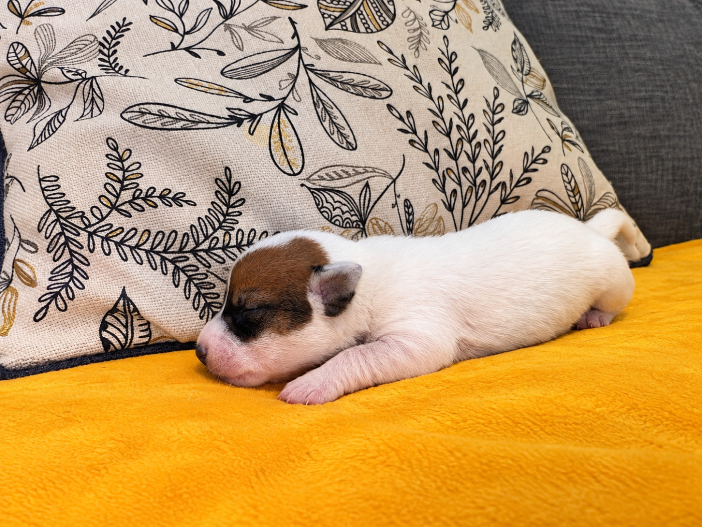 Du domaine saint martin - Chiots disponibles - Jack Russell Terrier