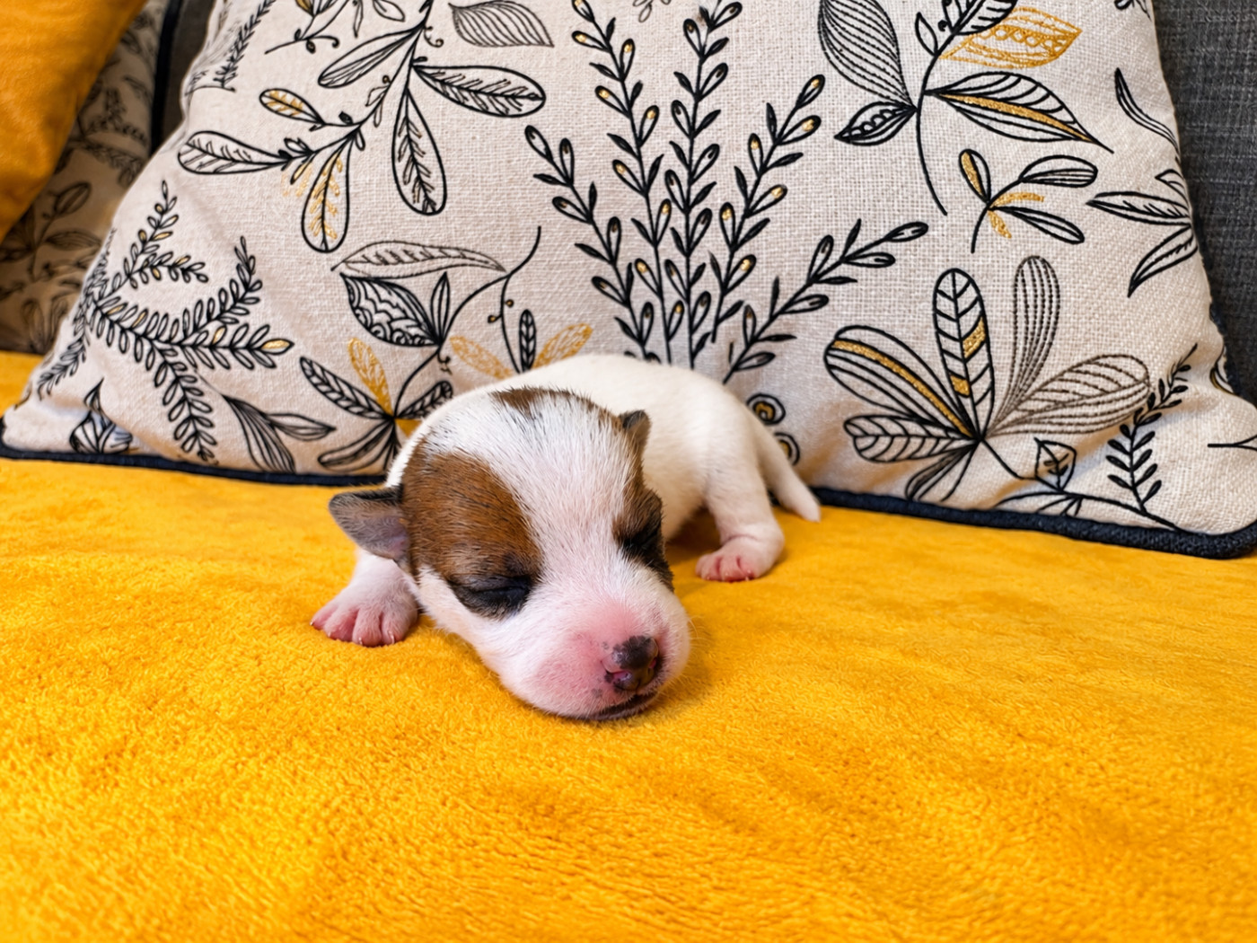 Du domaine saint martin - Chiots disponibles - Jack Russell Terrier