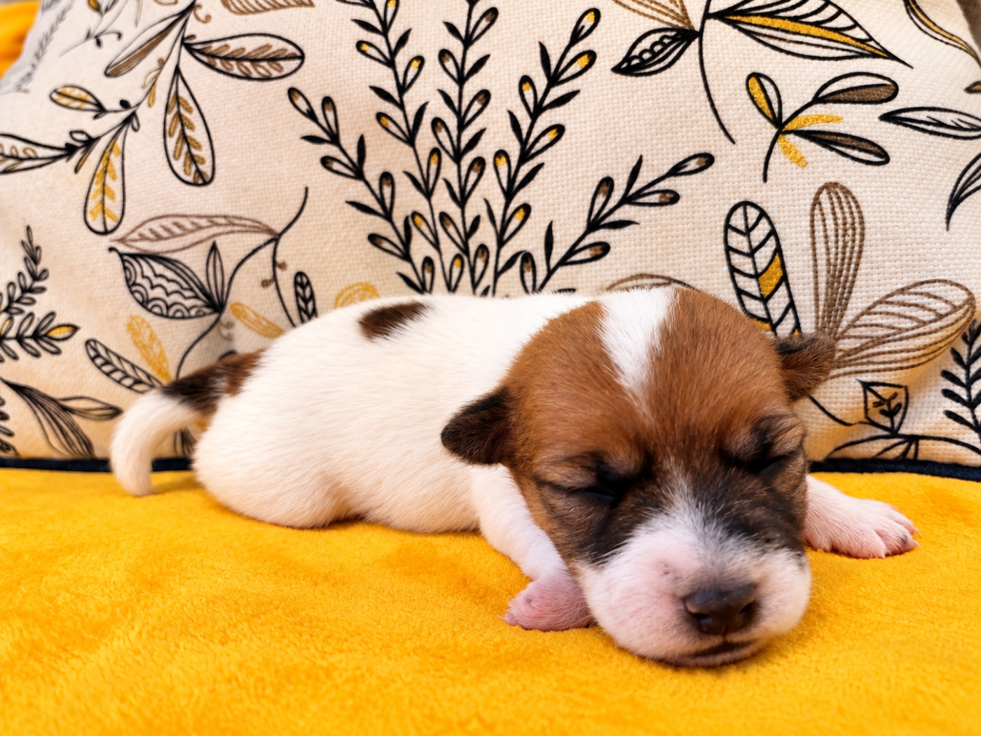 Du domaine saint martin - Chiots disponibles - Jack Russell Terrier