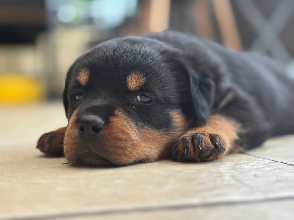 Du domaine saint martin - Chiots disponibles - Rottweiler