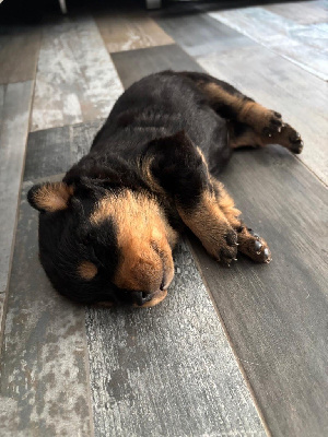 CHIOT 6