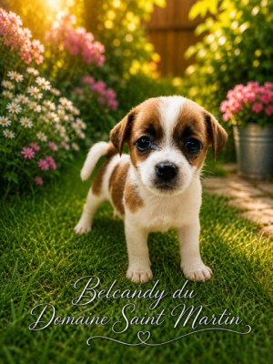 Belcandy