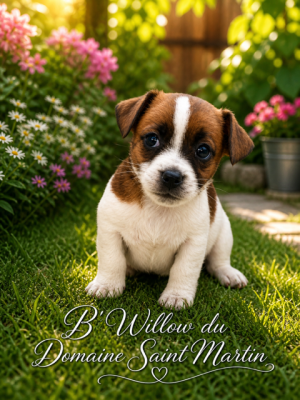 B'Willow