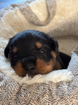 CHIOT 4