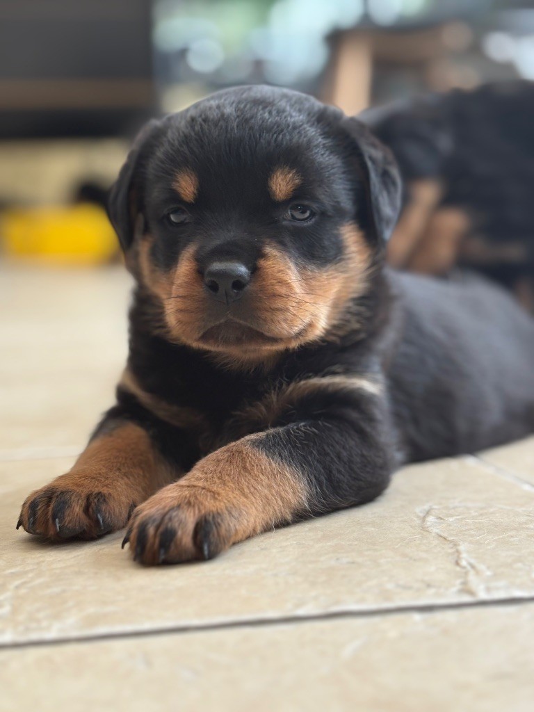 Du domaine saint martin - Chiots disponibles - Rottweiler